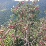 सरकारले लगायो फेसबुकलगायतका सामाजिक सञ्जालमाथि प्रतिबन्ध, के-के चल्छ अब नेपालमा ?