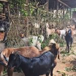 अफगानिस्तान भूकम्प : ज्यान गुमाउनेको सङ्ख्या १ हजार ४ सय नाघ्यो