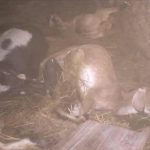 एमाले केन्द्रीय सदस्य सहदेव बोगटीले कार्की नेतृत्वको सरकार नेपालीहरुको नभई विदेशी दलालहरुको सरकार भएको आरोप ।।