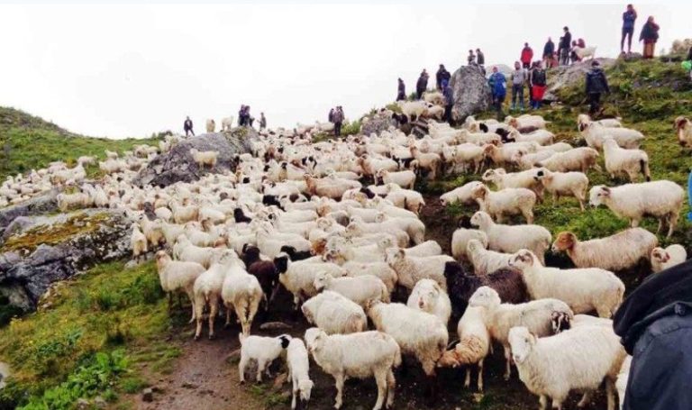 बाजुराबाट अछाममा भेडा बाख्रा चराउन गएका एक युवक बेपत्ता ।।